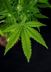 Weed medicine leaf, Grow indica flowering, Cannabis plant, Marijuana