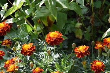 Vibrant Orange Marigolds in Full Bloom
