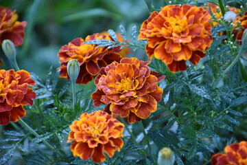 Vibrant Orange Marigolds in Full Bloom
