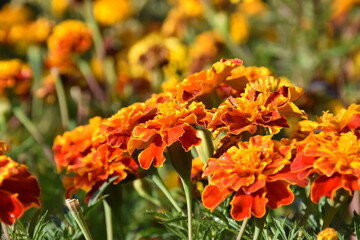 Vibrant Orange Marigolds in Full Bloom
