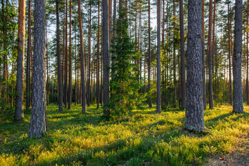 Sunlit forest in June in summer evening light in Latvia