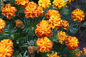 Vibrant Orange Marigolds in Full Bloom

