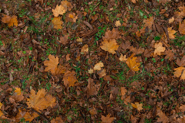 autumn season top view natural ground falling leaves background orange color in October month