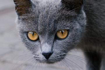 watchful young cat animal head close up portrait orange eyes in focus homeless theme photography © Artem Kniaz