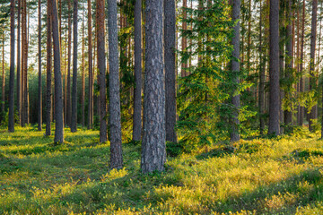 Sunlit forest in June in summer evening light in Latvia
