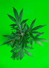 Marijuana plant with medical cannabis, cbd