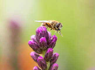 Insecte sur une fleur mauve