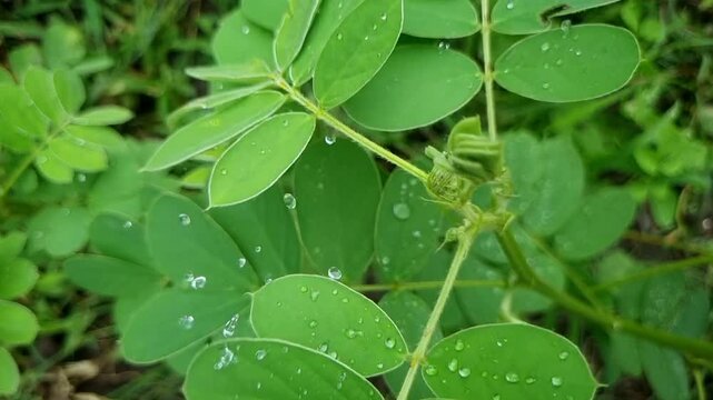 Water droplets on Senna tora leaves. The unique, waxy surface (lotus effect) makes water bead up like mercury. In slow motion, a wind breeze causes the droplets to bounce and roll off, cleaning leaf.