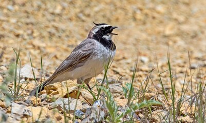 Horned Lark (Eremophila alpestris) live at high altitude mountain foothills. They generally live in high mountain open areas in Turkey.