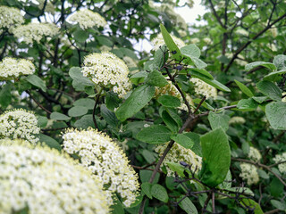 Woolly snowball, Viburnum lantana, in spring