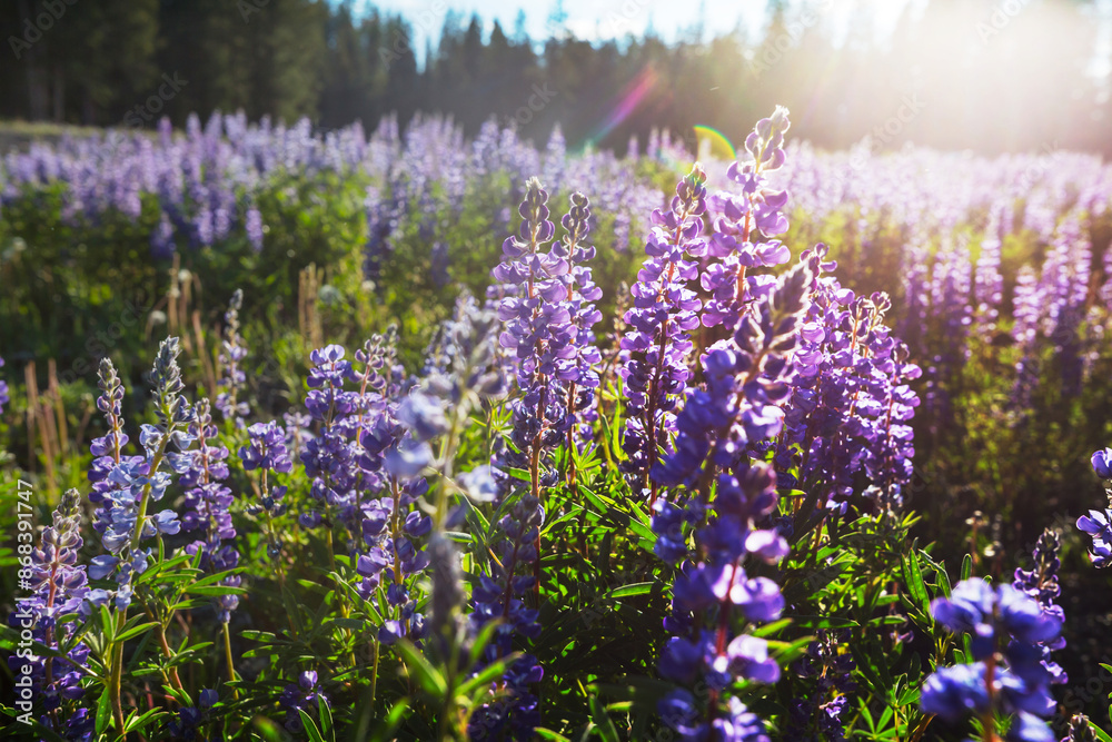 Sticker Summer meadow