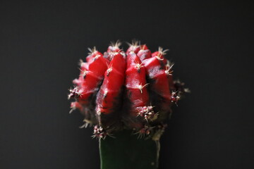 真っ赤に怒っているようなサボテン植物