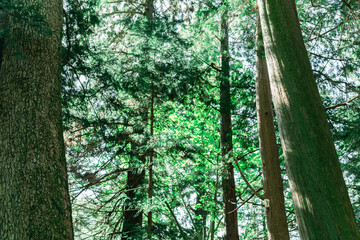 河口浅間神社の山登り