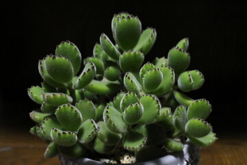 可愛いいぷくぷくしたぬいぐるみのような葉っぱの植物