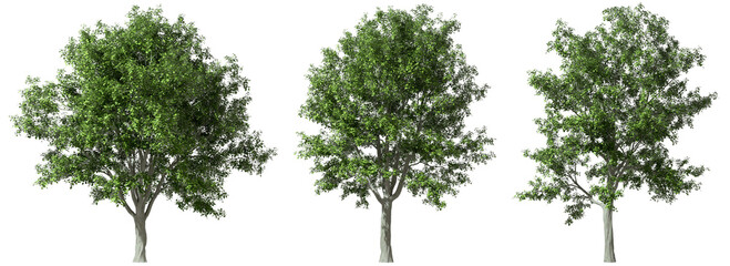Vibrant greenery trees parks standing set isolate on transparent backgrounds 3d illustrations png
