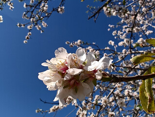 Blooming almond trees in Anti-Atlas mountains near Tafraout, Morocco. Spring time almond blossoms...