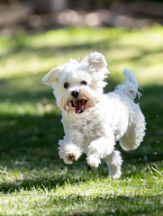 Full body shot of a Maltese, happily running in the soft sunlight.