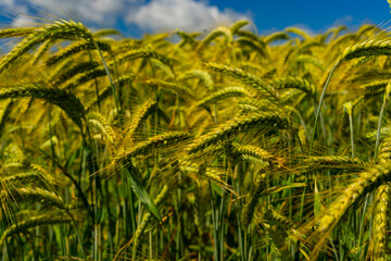 Gerstenfeld im Sommer in Bayern Natur Pur