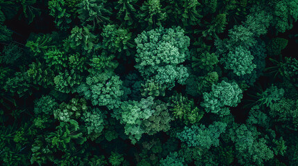 forest, tree in the forest