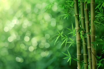 Lush green bamboo forest creating a serene background, perfect for a peaceful wallpaper.