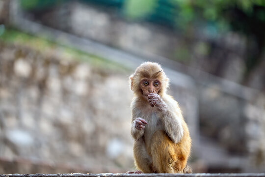 A macaque sitting on the stairs of a temple in Kathmandu (Nepal)