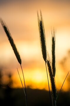 Golden hour silhouette with wheat field sunset