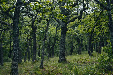  forest, tree in the forest