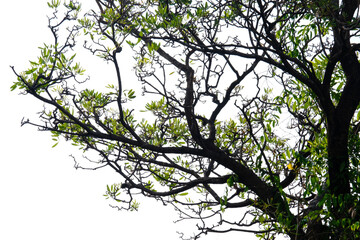 branches of a tree in the sky