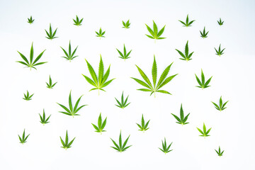 Cannabis ,marijuana isolated on white background