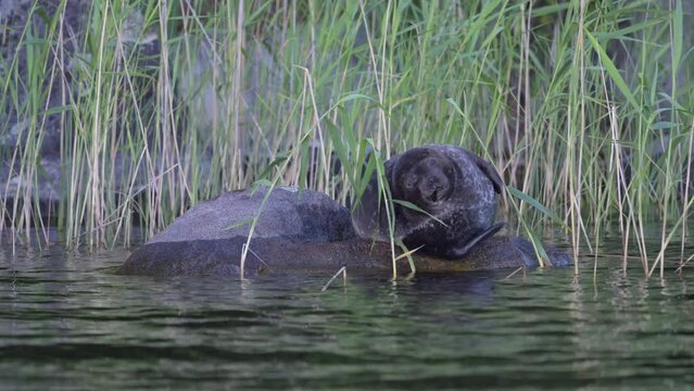 Saimaa Ringed Seal, Pusa hispida saimensis, rarest seals in the world
