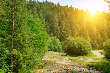 Mountain river, pine forest - beautiful summer landscape.