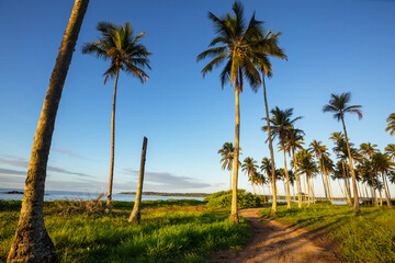 Fototapeta premium Tropical beach