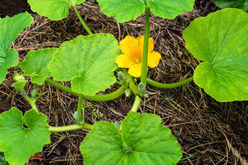 blooming young pumpkin plants in a garden bed in a natural environment,  selective focus