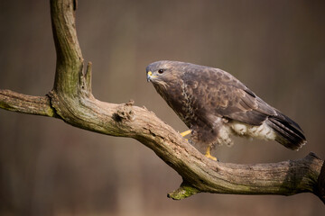 Buzzard perched on a branch