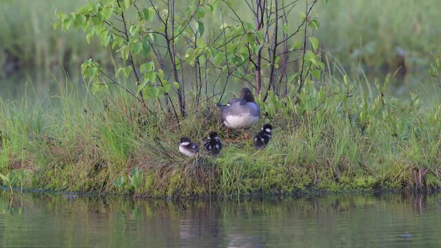 The smew is a species of duck, here with her chicks.