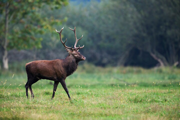 Beautiful and imposing male Red deer (Cervus elaphus)