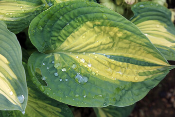 Macro image of yellow and green Plantain lily leaves covered in rain drops, North Yorkshire England