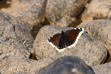 Trauermantel (Nymphalis antiopa)	beim Sonnenbad