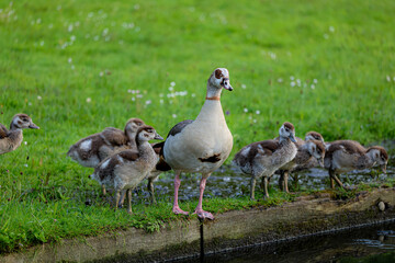 A mother nile goose stands in front of her Goslings