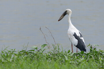 A white and black bird is standing in a grassy area near a body of water