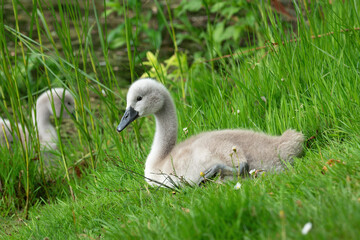 A mute swan (Cygnus olor) chick, about 5 weeks old, rests lying on the shore