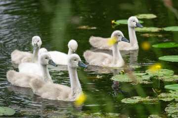Group portrait of mute swan (Cygnus olor) chicks, about 5 weeks old, swimming in a pond. The portrait was shot through coastal vegetation.