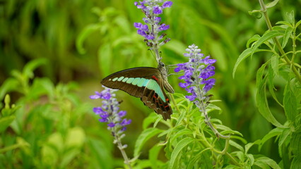 Close-up of Graphium sarpedon butterfly