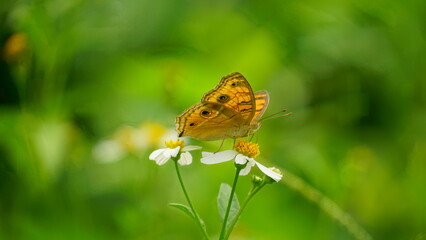 Close-up of Junonia almana butterfly