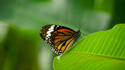 Close-up of butterfly Danaus genutia perched on a leaf