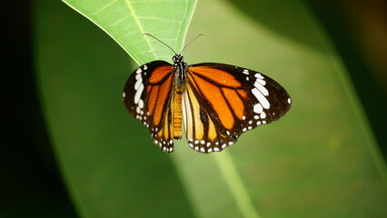 Close-up of butterfly Danaus genutia perched on a leaf