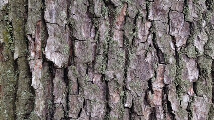 Closeup of tree bark