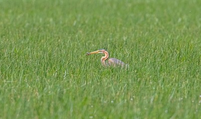 Purple Heron (Ardea purpurea) hunting snake in Sultan Reeds National Park in Kayseri.