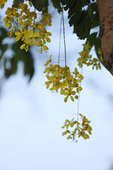 yellow maple leaves in autumn