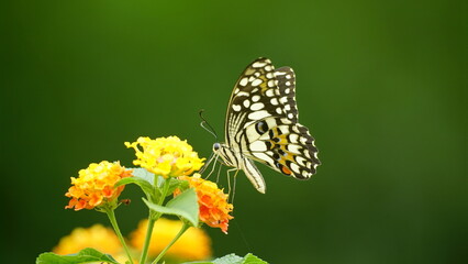 Close-up of Papilio demoleus butterfly